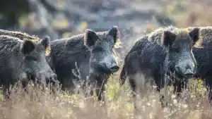 Ponen a la venta un fincón de caza en Ciudad Real: cuenta con granja de jabalíes, 40.000 olivos, naves, casas, pantanos…