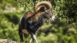 Sale a la venta un fincón de caza en Ciudad Real con abundante ciervo, muflón y jabalí