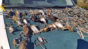 FURTIVOS-PERCHAS-PÁJAROS