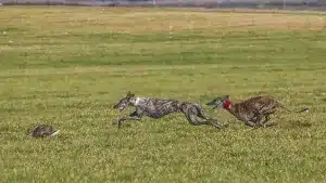 Disfruta en directo de los cuartos de final del Campeonato de España de Galgos