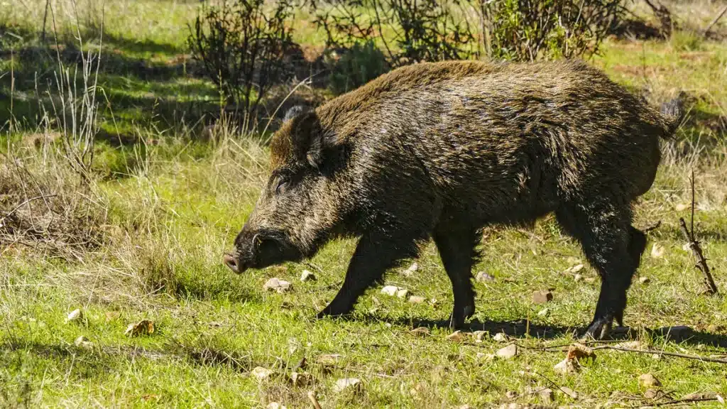 Sale a la venta una finca de caza en Cáceres: 500 hectáreas, gran cortijo, piscina, 7 pozos, charcas…