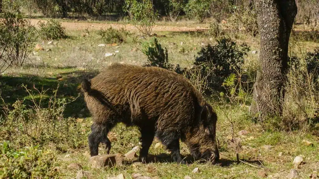 Un jabalí en una finca extremeña.