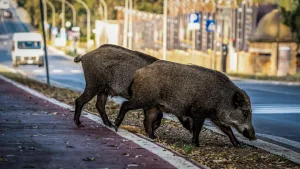 Dos jabalíes en una ciudad.