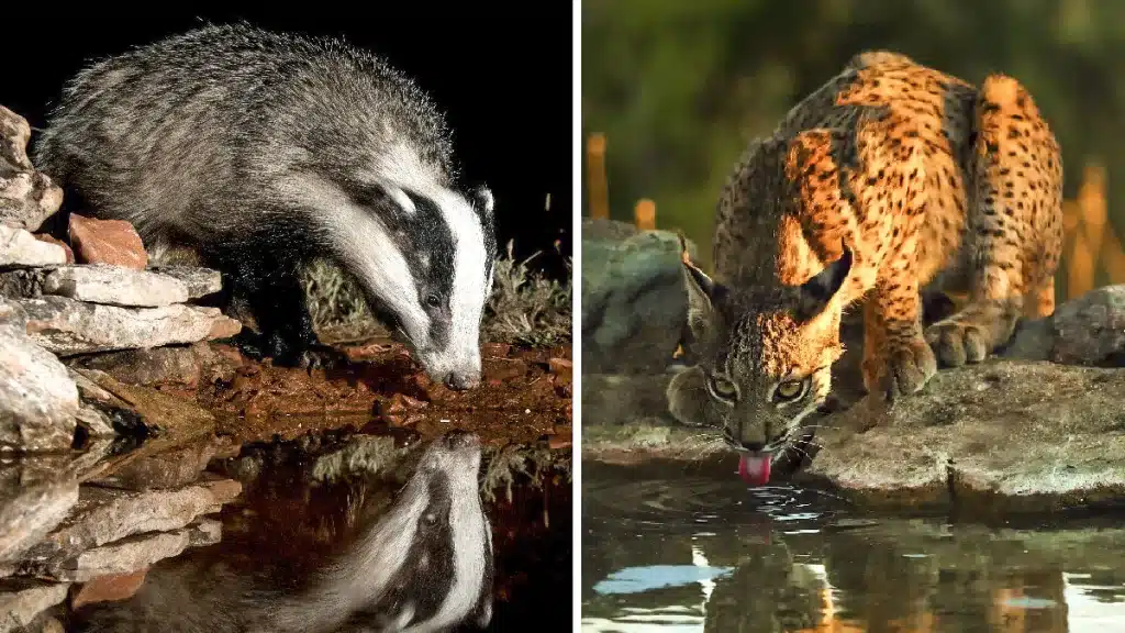 Un nuevo estudio sobre las interacciones entre linces ibéricos y tejones desafía las teorías tradicionales