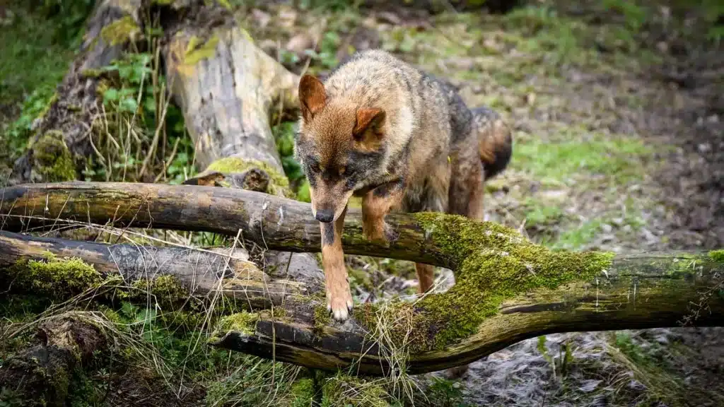 Lobo ibérico.