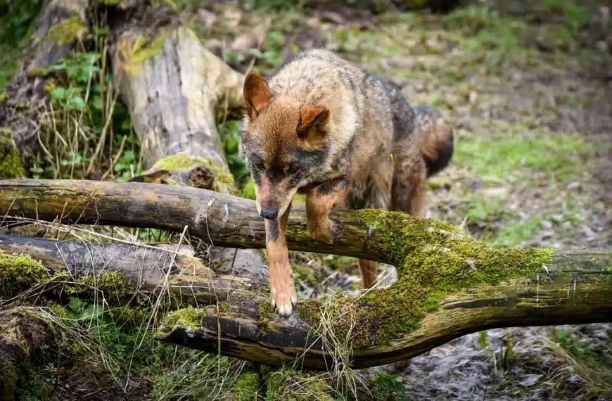 Lobo ibérico.