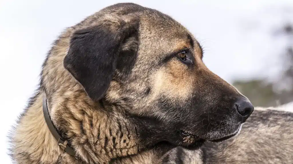 Un mastín mata a un lobo que atacó al ganado que protegía en Galicia