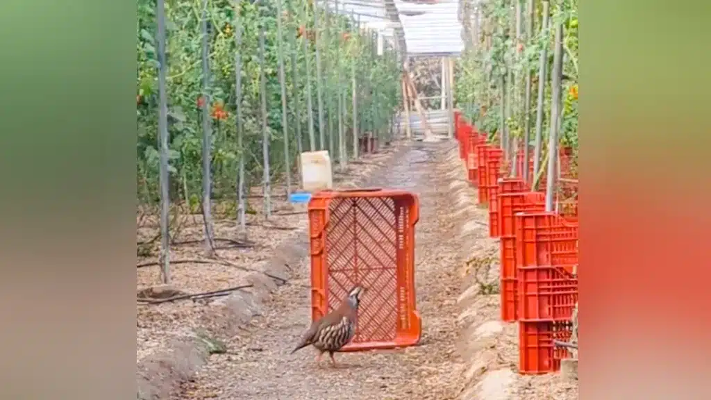 Una perdiz en una plantación de tomate.