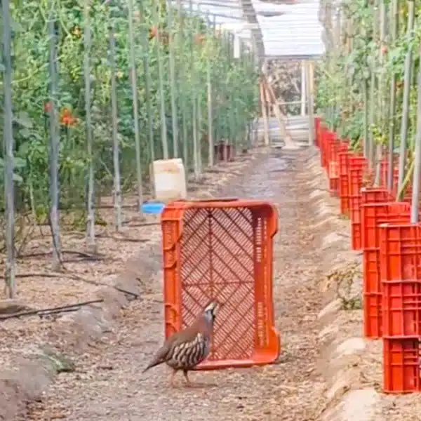 Una perdiz en una plantación de tomate.