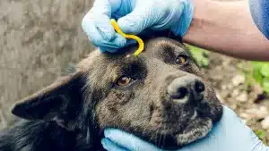 Científicos descubren un nuevo virus transmitido por las garrapatas