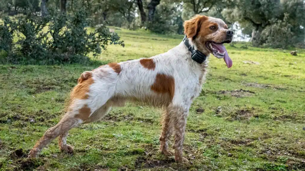 Perro de caza.