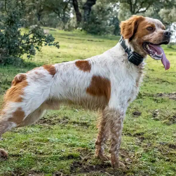 Perro de caza.