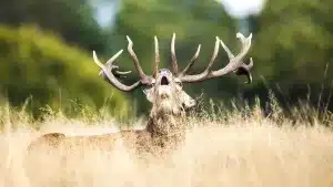 Sale a subasta un coto de más de 3.000 hectáreas en una de las mejores zonas de caza en berrea de España