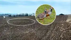 Un agricultor muestra el 'truco' que están llevando a cabo para recuperar la perdiz gracias al Proyecto Rufa.