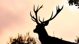 00-FINCA-CAZA-TOLEDO