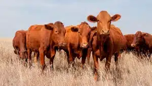 00-VACA-CÁLCULO-BILIAR