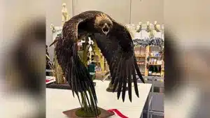 La increíble taxidermia de un águila real expuesta en el Campeonato de Europa celebrado en Salzburgo.