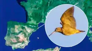 El recorrido seguido por la becada.