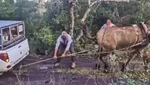 La mula de un arriero es capaz de sacar la Mitsubishi L200 de una rehala atascada en el barro