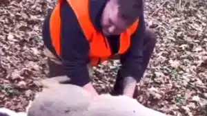 Intenta preparar la carne de un ciervo y reacciona como si abriera una lata de surströmming