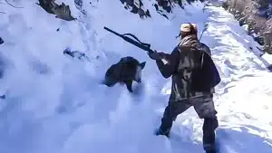 La peor pesadilla de un cazador se hace realidad: falla su último cartucho cuando está frente a un jabalí cabreado