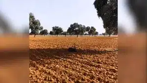 Un cazador pilla a un ciervo profundamente dormido en mitad de un barbecho.