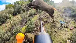 Un ciervo ‘vuela’ por encima de un cazador en este apasionante lance de montería