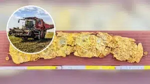 Un agricultor descubre por accidente un valioso cinturón de oro de hace 2.500 años