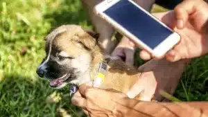 Madrid estrena un método de identificación de perros: un QR mostrará los datos de su dueño