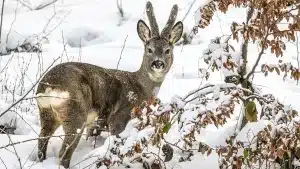 Madrid pone en marcha una campaña para impulsar el turismo cinegético en la Reserva Nacional de Caza de Sonsaz