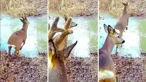 Los corzos grabados por la cámara trampa.