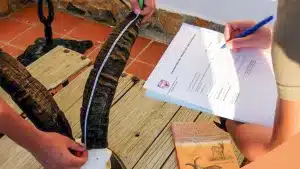 La FAC lanza un curso de introducción a la homologación de trofeos de caza mayor