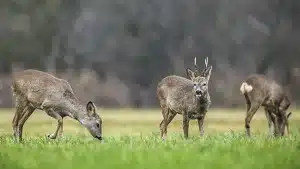 Lanzan dos nuevos cursos gratuitos perfectos para cazadores y gestores de fincas