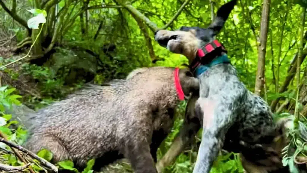 La tremenda mordida de un jabalí a un perro de caza a cámara lenta.