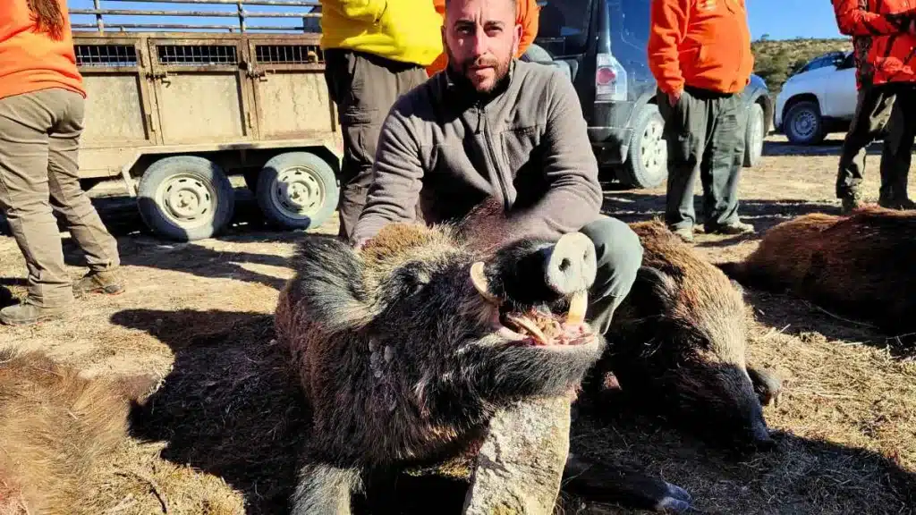 Cazan un jabalí medalla de oro en Zaragoza.