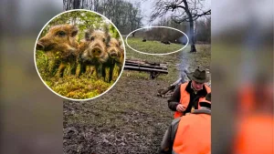 Un grupo de cazadores se pone a almorzar después de una batida y una piara de jabalíes les da una sorpresa.