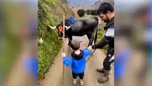 El niño que pidió «una vaca Tudanca con un buen campano» como regalo de cumpleaños.