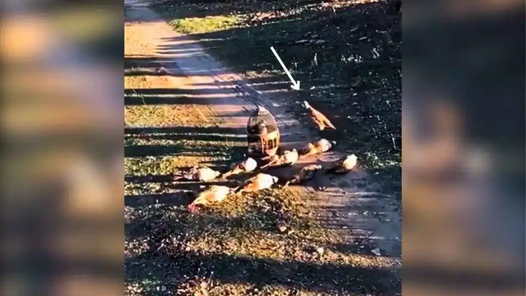 Un macho de perdiz da una sorpresa a cuatro cazadores.