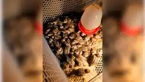 La razón por la que China ha comenzado a criar cientos de miles de perdices.