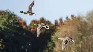 Las poblaciones de patos aumentan en Europa como consecuencia del cambio climático, según un estudio