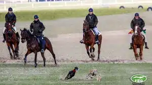 Aquí puedes ver en directo la final del Campeonato de España de Galgos