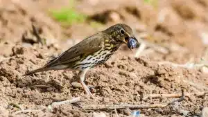 La Iglesia mormona compra una finca de caza que es un paraíso para los zorzales por sus olivares
