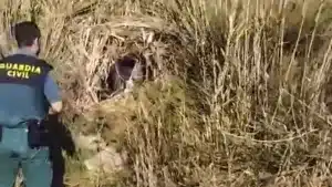 Agentes del Seprona pillan a un furtivo en Almería escondido en un chozo creado entre la vegetación