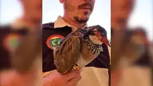 Un guarda de caza encuentra a una perdiz herida y la cura para poder volver a soltarla en el campo.