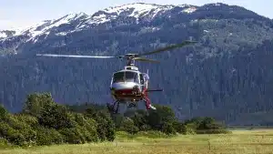 Alaska impulsa la caza de lobos y osos desde helicóptero para aumentar las poblaciones de renos