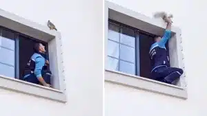 Trata de capturar a una perdiz posada sobre su ventana y se lleva un inesperado susto