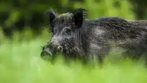 La Administración tendrá que pagar 60.000 euros a un hombre herido gravemente por un jabalí en Asturias
