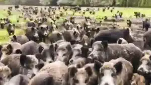 Un ejército de jabalíes hambrientos rodea un 4×4