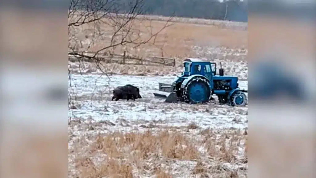 Un enorme jabalí persigue a un agricultor montado en su tractor.