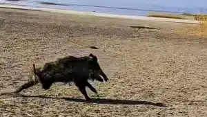 Graban a un jabalí con solo tres patas corriendo a toda velocidad